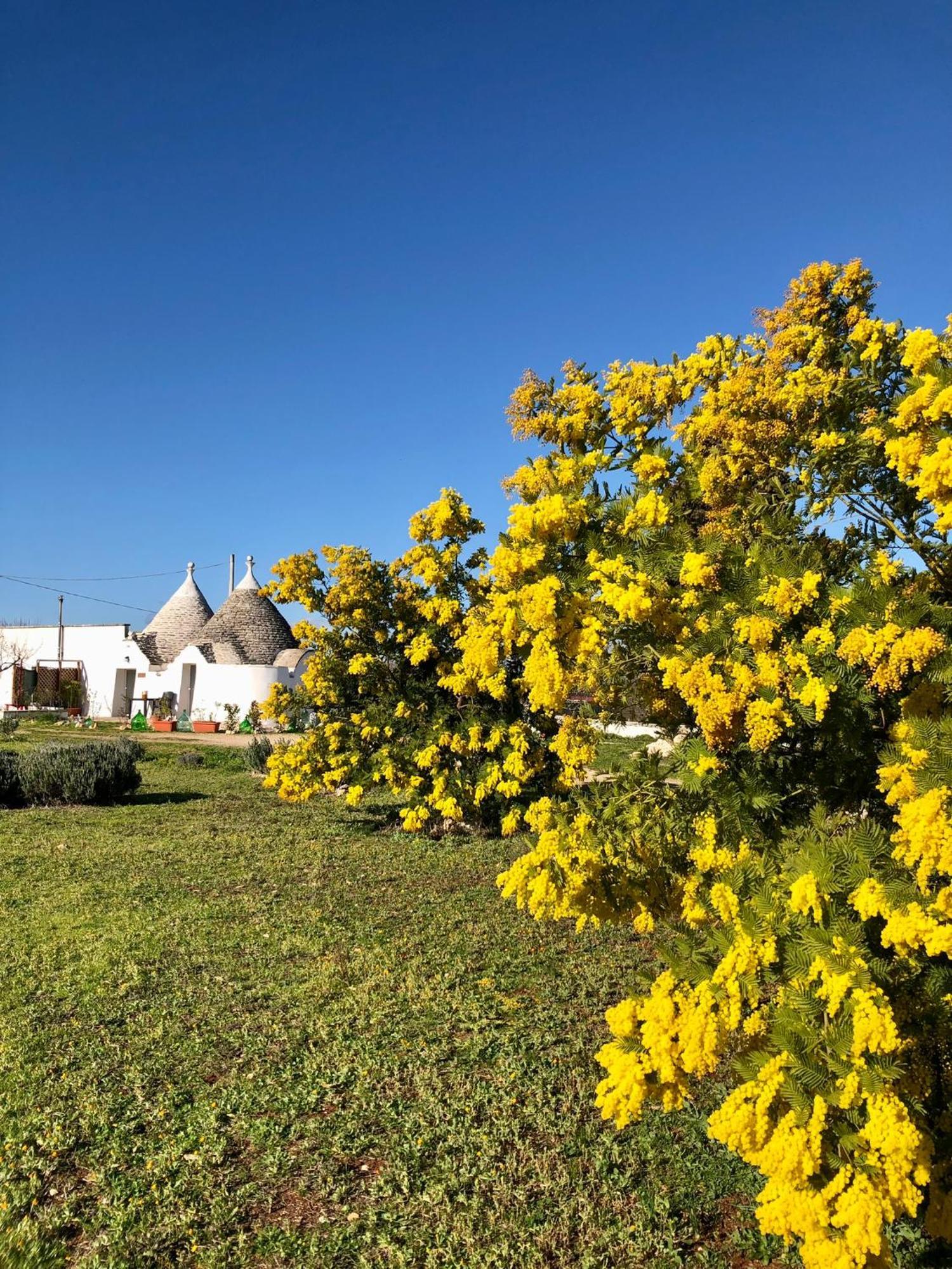 Trullo Trilli Puglia Villa Martina Franca Exterior photo